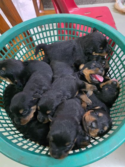 ลูกร็อตไวเลอร์เกรดสวย พ่อมีใบเพ็ดดีกรี กะโหลกโต สต๊อปหน้าสวย โครงสร้างใหญ่ จาก kankarnclub มีจัดส่งทั่วประเทศ(กันย์เจ้าเก่าครับ)   รูปที่ 10