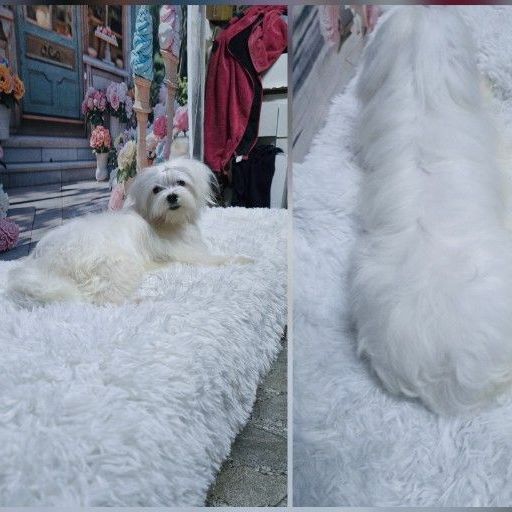 มอลทีส (Maltese) กลาง มอลทีส