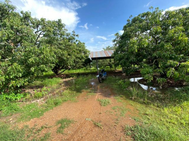 ไม่ใช่ ขายที่นาและสวนลำไย มีโฉนดเนื้อที่ 6.5 ไร่ ขายถูกเพียง 1.7 ล้านบาทรวมโอน รูปที่ 2