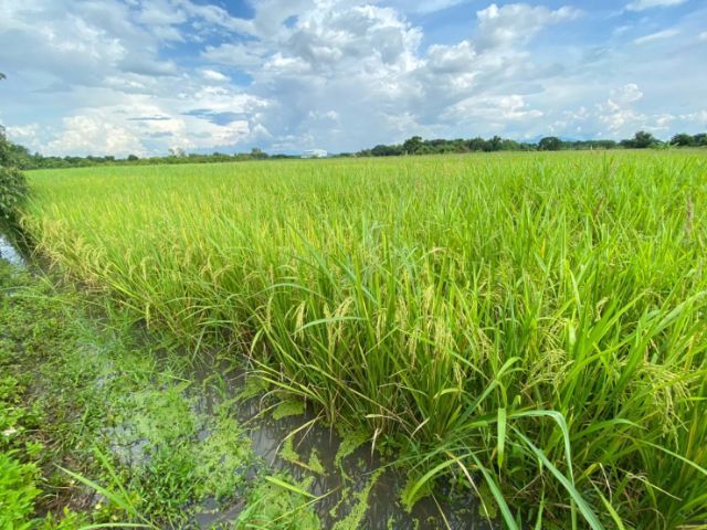 ไม่ใช่ ขายที่นาและสวนลำไย มีโฉนดเนื้อที่ 6.5 ไร่ ขายถูกเพียง 1.7 ล้านบาทรวมโอน รูปที่ 4