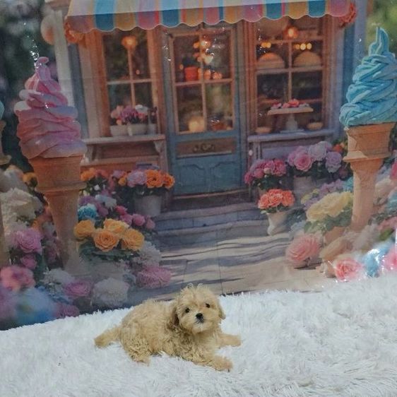 มอลทีส (Maltese) เล็ก มอลติพู