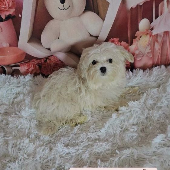 มอลทีส (Maltese) เล็ก มอลติพู