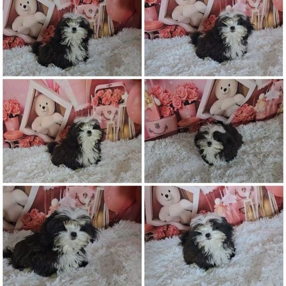 มอลติพู รูปที่ 3