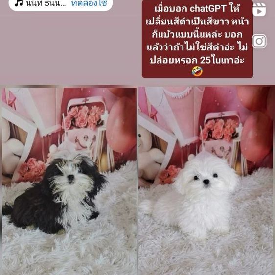 มอลทีส (Maltese) เล็ก มอลติพู