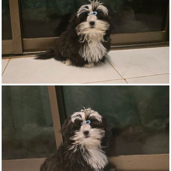 มอลติพู รูปที่ 2