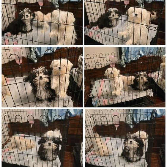 มอลติพู รูปที่ 4