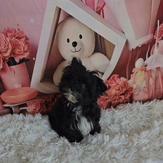 มอลทีส (Maltese) เล็ก มอลติพู