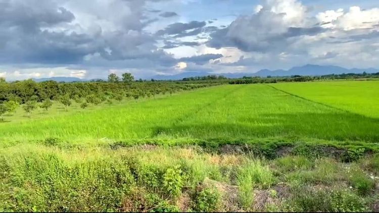 ไม่ใช่ ขายที่นาติดทางหลวงสบทา- ท่าลี่มีโฉนด 5 ไร่ครึ่ง ขายยกแปลง 2.9 ล้านบาทรวมโอน รูปที่ 4