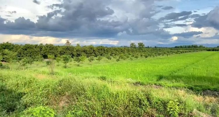 ไม่ใช่ ขายที่นาติดทางหลวงสบทา- ท่าลี่มีโฉนด 5 ไร่ครึ่ง ขายยกแปลง 2.9 ล้านบาทรวมโอน รูปที่ 3