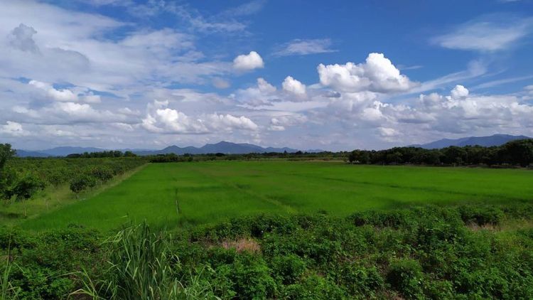 ไม่ใช่ ขายที่นาติดทางหลวงสบทา- ท่าลี่มีโฉนด 5 ไร่ครึ่ง ขายยกแปลง 2.9 ล้านบาทรวมโอน รูปที่ 2