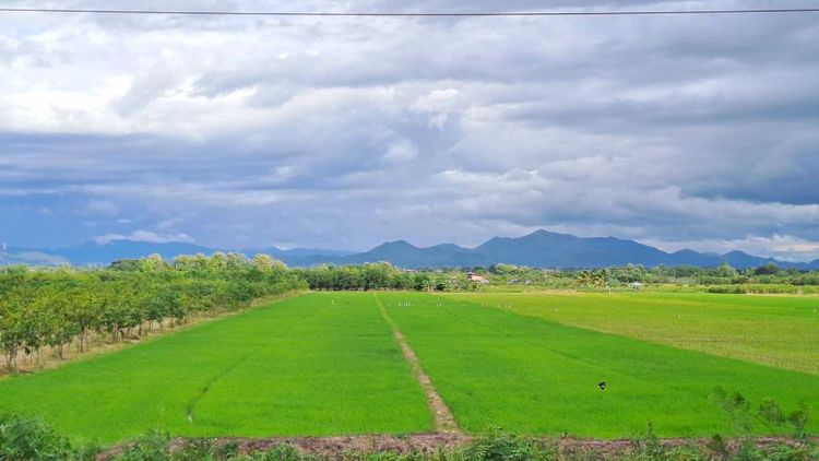 ไม่ใช่ ขายที่นาติดทางหลวงสบทา- ท่าลี่มีโฉนด 5 ไร่ครึ่ง ขายยกแปลง 2.9 ล้านบาทรวมโอน