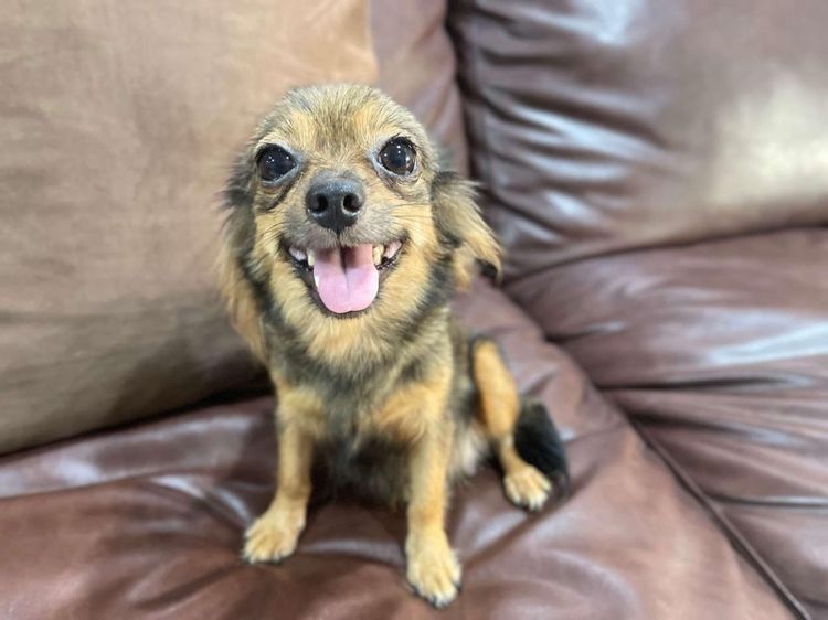 ชิวาวา (Chihuahua) กลาง ชิวาวาเมีย