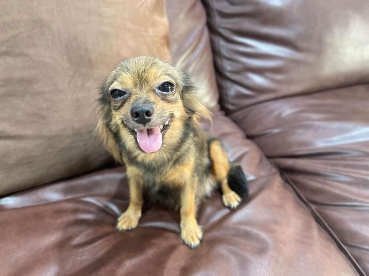 ชิวาวาเมีย รูปที่ 3