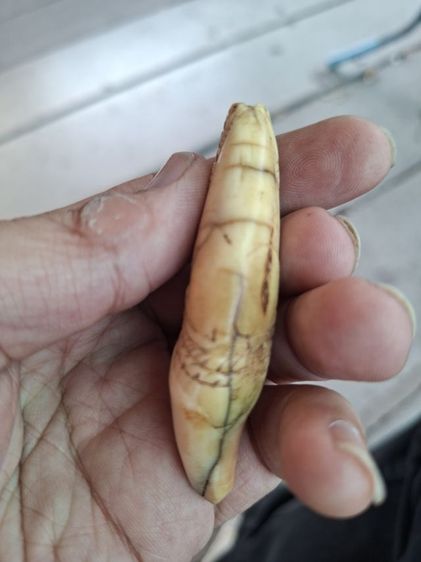 หลวงพ่อนก เขี้ยวเก่าสวยมากใหญ่มาก รูปที่ 4