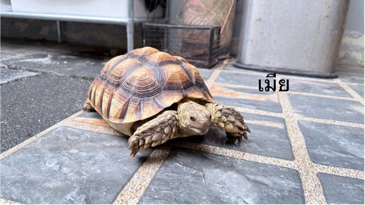 เต่าซูคาต้า 1 คู่ รูปที่ 13