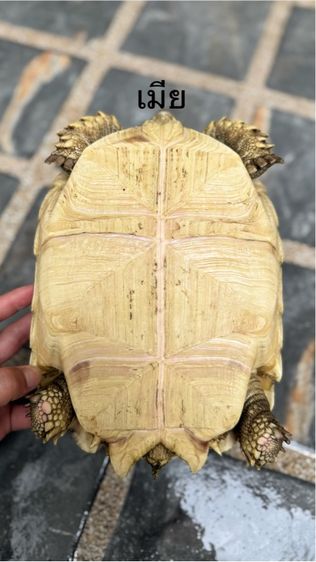 เต่าซูคาต้า 1 คู่ รูปที่ 10