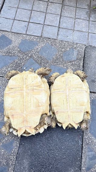 เต่าซูคาต้า 1 คู่ รูปที่ 2