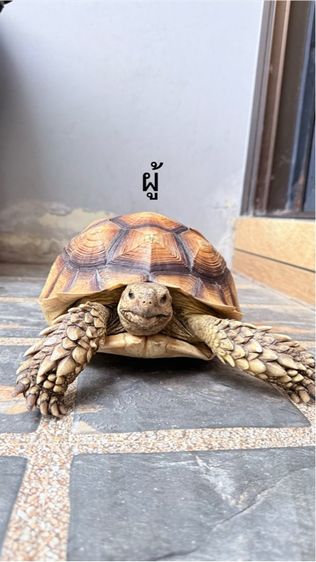 เต่าซูคาต้า 1 คู่ รูปที่ 5