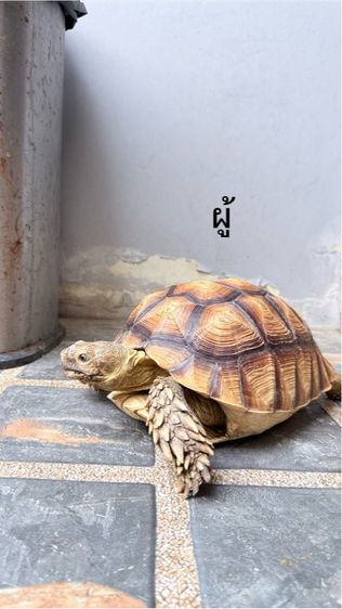 เต่าซูคาต้า 1 คู่ รูปที่ 6