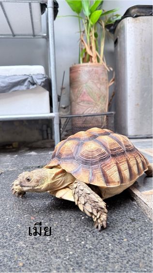 เต่าซูคาต้า 1 คู่ รูปที่ 12