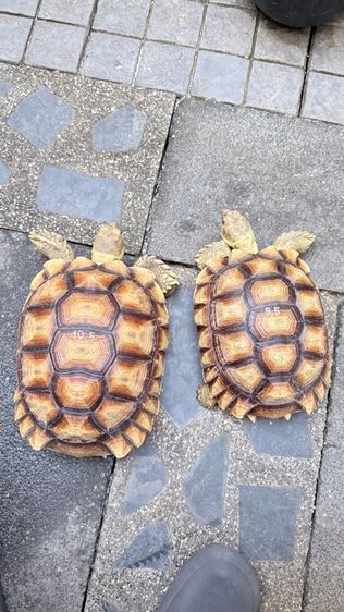 เต่าซูคาต้า 1 คู่