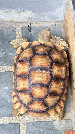 เต่าซูคาต้า 1 คู่ รูปที่ 3