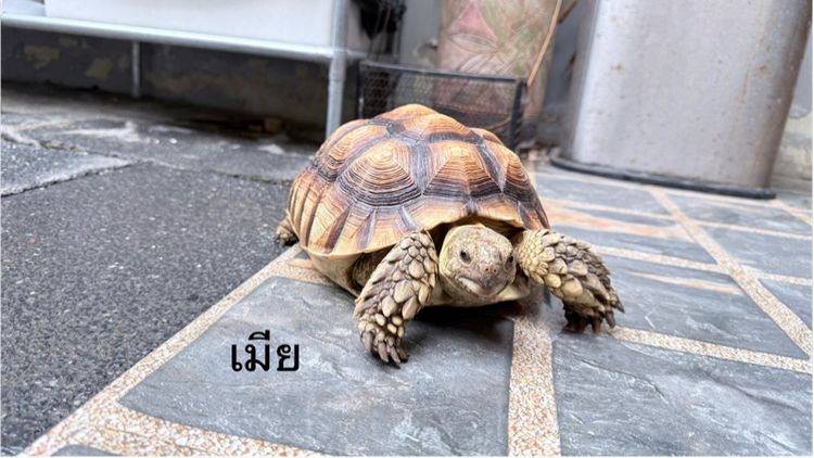 เต่าซูคาต้า 1 คู่ รูปที่ 11
