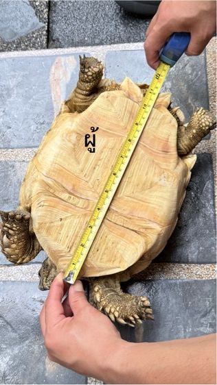 เต่าซูคาต้า 1 คู่ รูปที่ 8