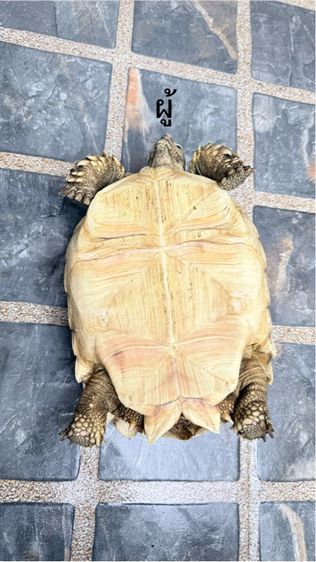 เต่าซูคาต้า 1 คู่ รูปที่ 4