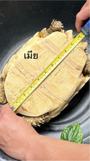 เต่าซูคาต้า 1 คู่ รูปที่ 14