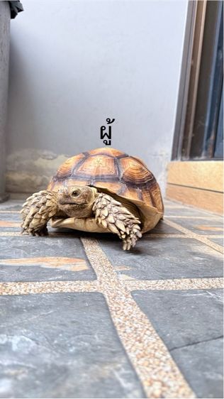 เต่าซูคาต้า 1 คู่ รูปที่ 7