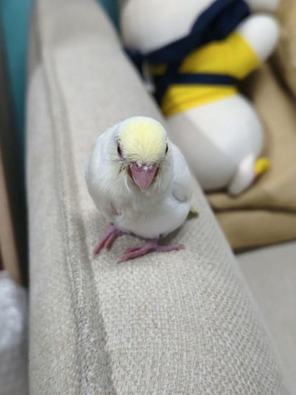 นกฟอพัสสี Creamino รูปที่ 4