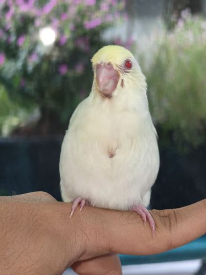 นกฟอพัสสี Creamino รูปที่ 7