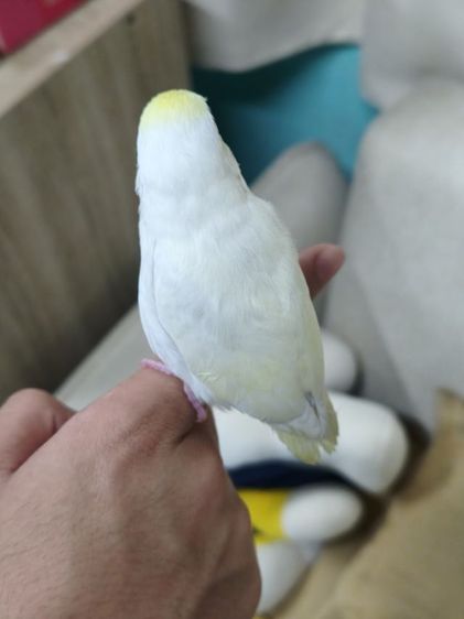 นกฟอพัสสี Creamino รูปที่ 3