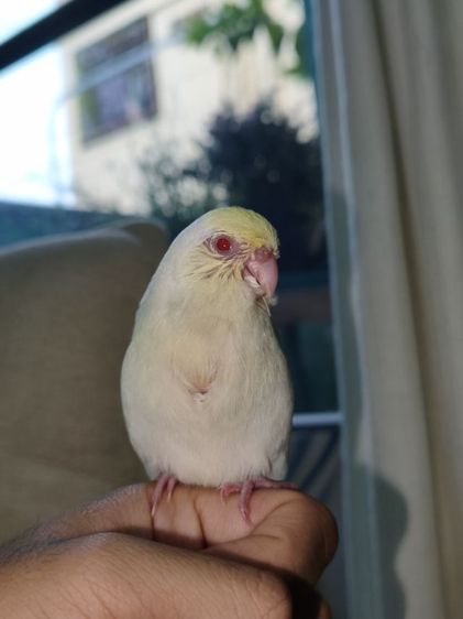 นกฟอพัสสี Creamino รูปที่ 13