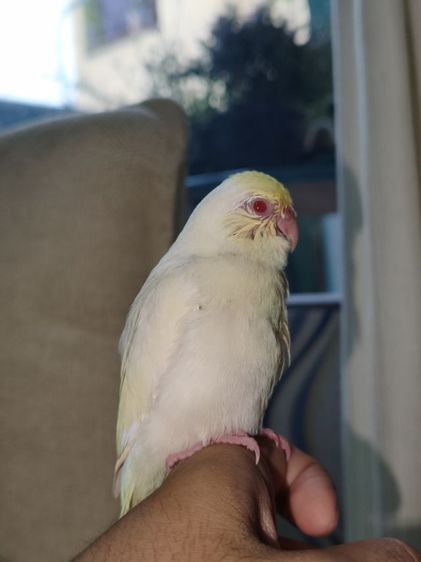 นกฟอพัสสี Creamino รูปที่ 11