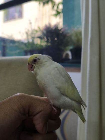 นกฟอพัสสี Creamino รูปที่ 15