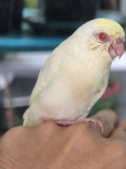 นกฟอพัสสี Creamino รูปที่ 8