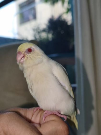 นกฟอพัสสี Creamino รูปที่ 10