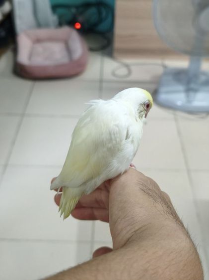 นกฟอพัสสี Creamino รูปที่ 14