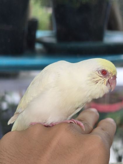 นกฟอพัสสี Creamino รูปที่ 12