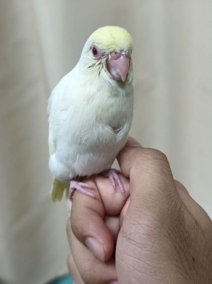 นกฟอพัสสี Creamino