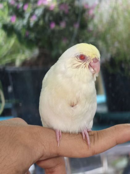 นกฟอพัสสี Creamino รูปที่ 2