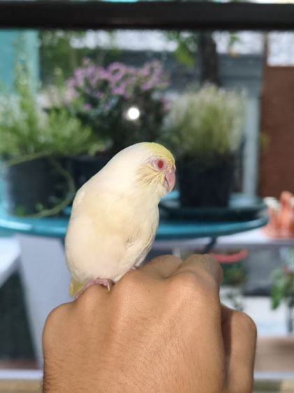 นกฟอพัสสี Creamino รูปที่ 9