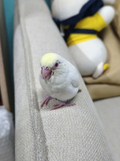 นกฟอพัสสี Creamino รูปที่ 5