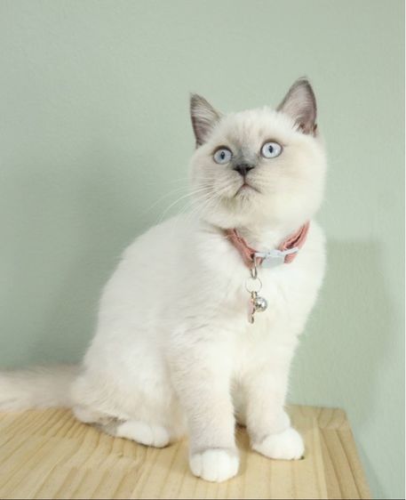 บริติช สก็อตติช น้องลูน่า รูปที่ 2