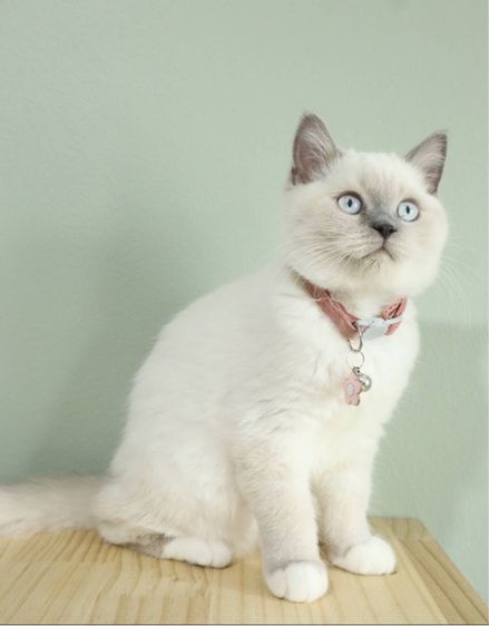 บริติช สก็อตติช น้องลูน่า รูปที่ 5