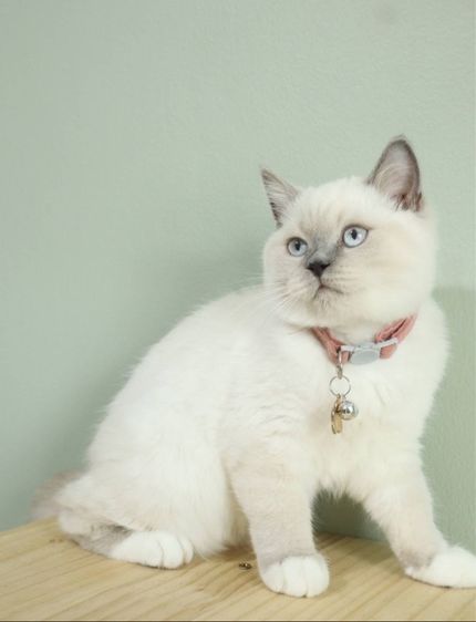 บริติช สก็อตติช น้องลูน่า รูปที่ 4