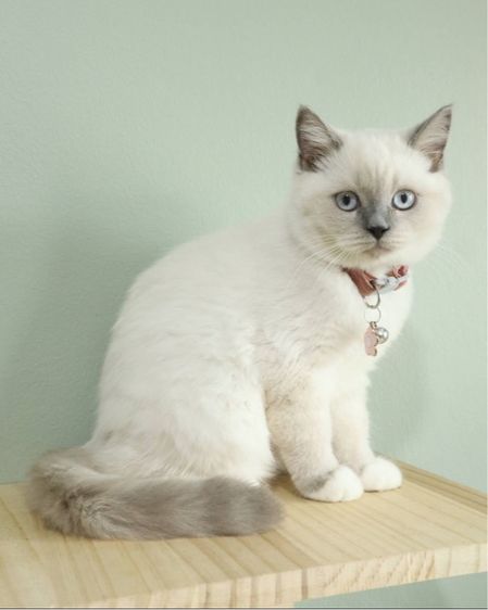 บริติช สก็อตติช น้องลูน่า