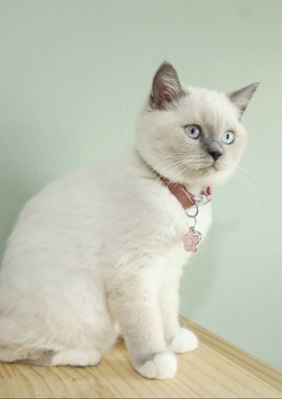 บริติช สก็อตติช น้องลูน่า รูปที่ 3